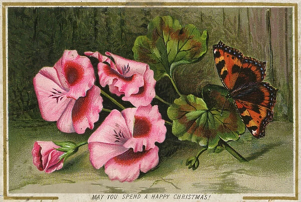 Christmas Greetings postcard with Tortoiseshell butterfly