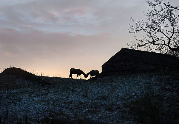 Silhouette of two horses kissing beside a stone barn