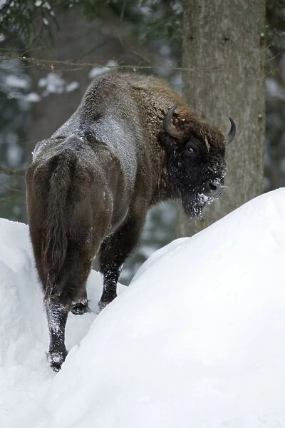 European Bison  /  Wisent - in snow covered forest, winter Bavaria, Germany