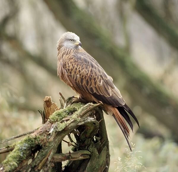 Red Kite. ZT-10. RED KITE - perched. Europe