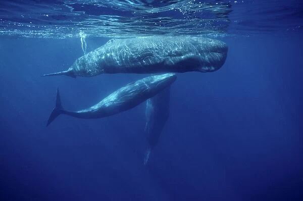 Sperm whale - Social group adult and juveniles. Photographed off the Azores Islands (Portugal). North Atlantic Ocean