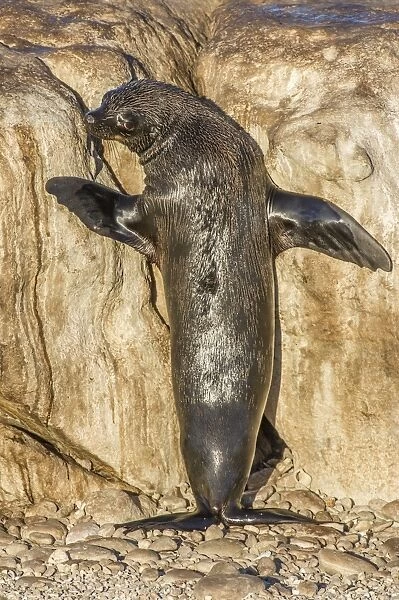 Cape fur seal basking in the sun C016  /  4793