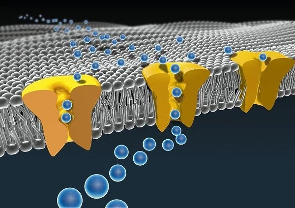 Cell membrane ion channels, artwork C016  /  7689