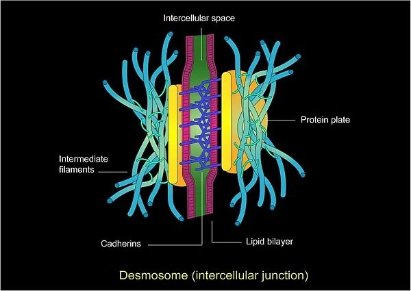 Desmosome cell junction, artwork