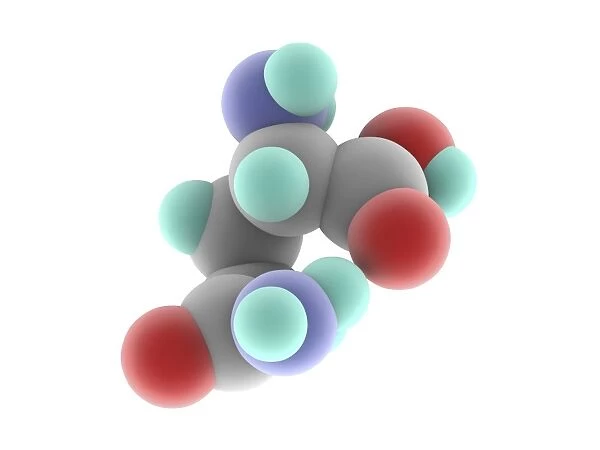Glutamine molecule