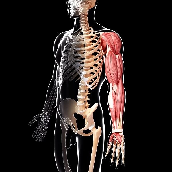 Human arm musculature, artwork F007  /  4029