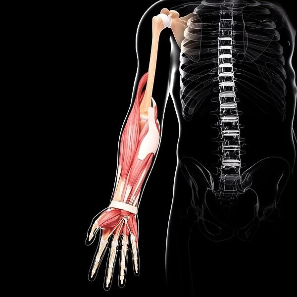 Human arm musculature, artwork F007  /  4115