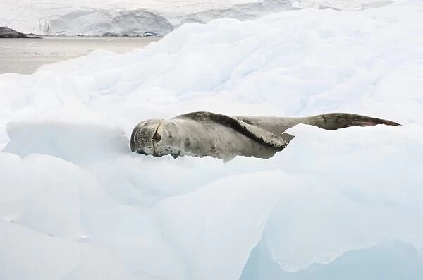 Leopard seal resting on ice floe C016  /  8069