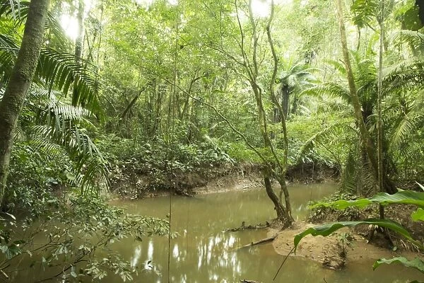 Yasuni National Park, Amazonian Ecuador C016  /  6251