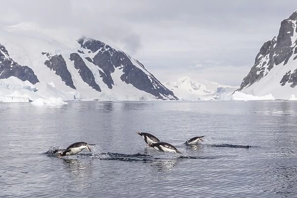 Adult gentoo penguins (Pygoscelis papua) porpoising, Danco Island, Antarctica, Polar Regions