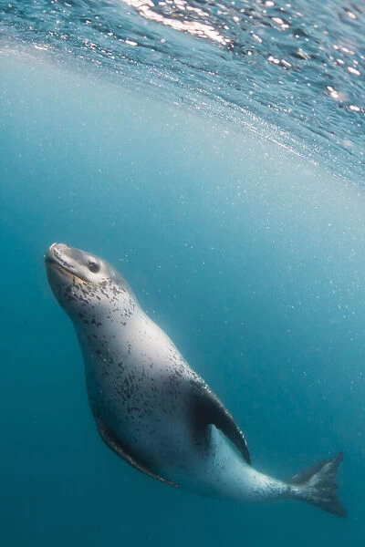 A curious adult leopard seal (Hydrurga leptonyx), underwater near Coronation Island