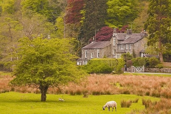 A house amongst the woodland near to Ambleside in the Lake District National Park, Cumbria, England, United Kingdom, Europe