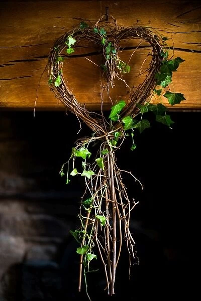 Ivy in heart shape, United Kingdom, Europe