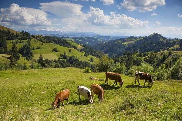 Grazing cows, Emmental Valley and Swiss alps in the background, Berner Oberland