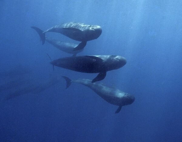 8 false-killer whales chasing school of black skip-jack tuna. (Pseudorca crassidens). Santa Fe Island, Galapagos