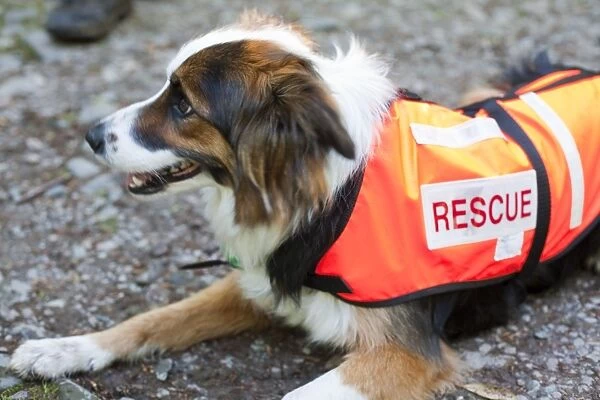 Accredited Search dogs used by handlers of the Search and Rescue Dog Association