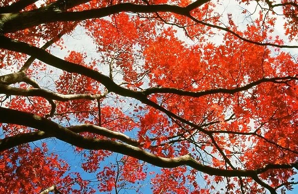 Acer tree in autumn