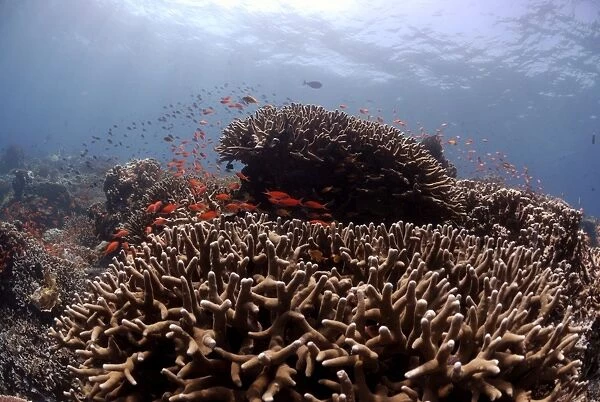 Acropora hard corals ( Porites antennuata) and school of Anthia fish, reef crest, Sipadan, Sabah, Malaysia, Borneo, South-east