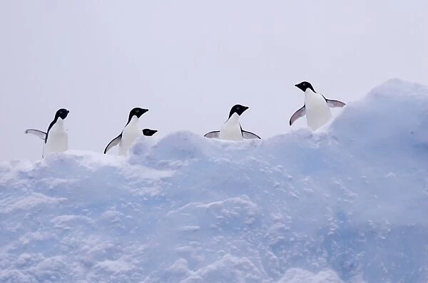Adelie penguins (Pygoscelis adeliae) on iceberg, near Danco Island, Antarctic Peninsula (RR)