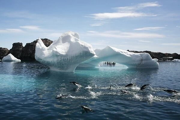 Adleie penguins leaping in front of a beautiful Iceberg at Heroina Island in the Weddell sea, Antarctica