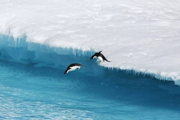 An adult Adelie penguin (Pygoscelis adeliae) pair leaping into the sea from an ice floe in the Weddell Sea, Antarctica