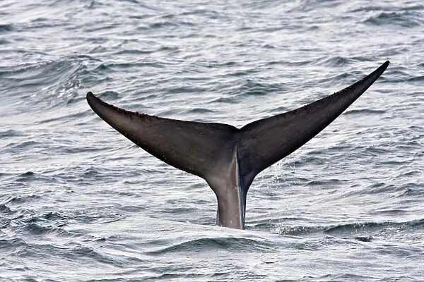 Adult blue whale (Balaenoptera musculus) fluke-up dive in the middle Gulf of California (Sea of Cortez), Baja California Sur, Mexico. The blue whale is the largest animal thought to have ever lived upon planet
