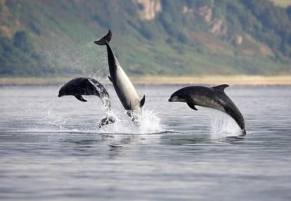 Three adult Bottlenose Dolphins (Tursiops truncatus) breaching together, socialising in the Moray Firth, Scotland