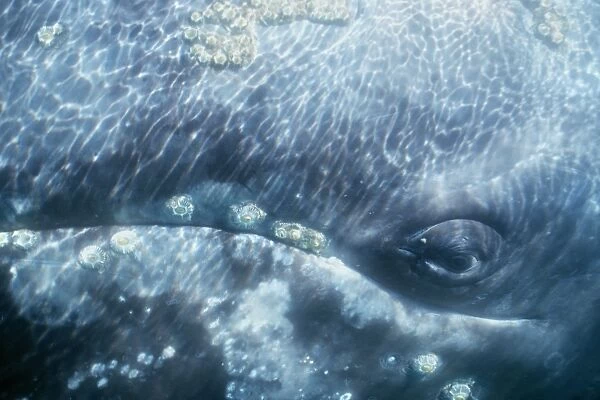 Adult California gray whale underwater (detail of eye and barnacles). San Ignacio Lagoon, Baja, Mexico