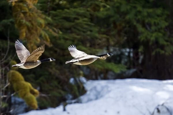 Adult Canada geese (Branta canadensis) in flight in southeast Alaska, USA. Pacific Ocean
