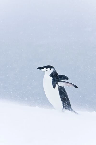 An adult chinstrap penguin (Pygoscelis antarctica) returning to the nest at a breeding colony in a snowstorm on Half Moon Island near Livingston Island in the South Shetland Islands near the Antarctic Peninsula. There are an estimated 2 million plus