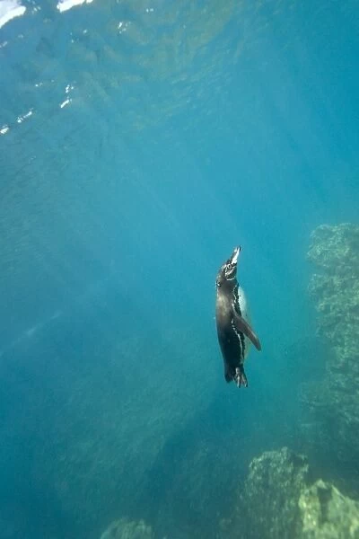 Adult Galapagos penguin (Spheniscus mendiculus) foraging underwater on small baitfish in the Galapagos Island Group, Ecuador. This is the only species of penguin in the northern hemisphere and is endemic to the Galapagos Island archipeligo, Ecuador