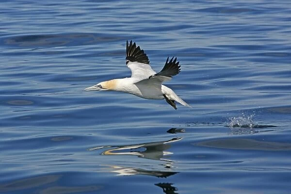 An adult Gannet (Sula bassana) taking off from the sea surface, Sound of Eigg, West Coast of Scotland