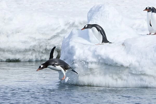 Adult gentoo penguins (Pygoscelis papua) jumping from an ice covered island at Mikkelsen Point on Trinity Island in the northern portion of the Gerlache Strait, Antarctica. Southern Ocean
