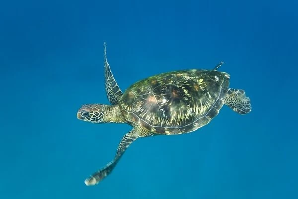 Adult green sea turtle (Chelonia mydas) in the protected marine sanctuary at Honolua Bay on the northwest side of the island of Maui, Hawaii, USA. The range of this species extends throughout tropical and subtropical seas around the world, with two
