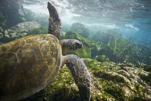 Adult green sea turtle (Chelonia mydas agassizii) underwater off the west side of Isabela Island in the waters surrounding the Galapagos Island Archipeligo, Ecuador. Pacific