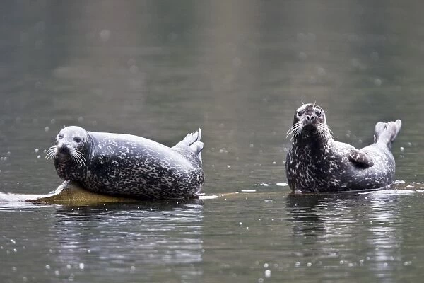 Adult harbor seals (Phoca vitulina) hauled out and resting on a semi-submerged log in punchbowl inside Misty Fiords National Monument just outside of Ketchikan, Southeast Alaska, USA. Pacific Ocean. The weight of the seals would literally submerge
