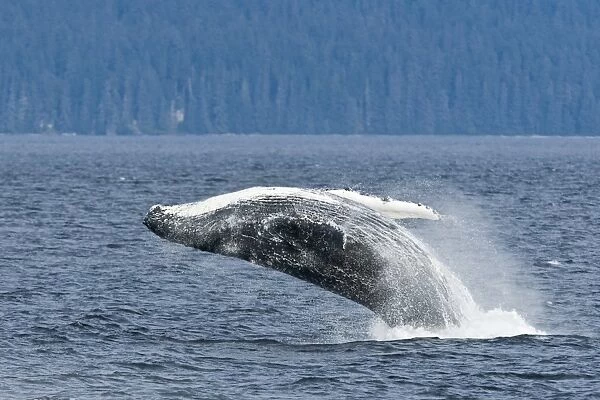 An adult humpback whale breaching (Megaptera novaeangliae) after dissaffiliating from a group co-operatively bubble-net feeding along the west side of Chatham Strait in Southeast Alaska, USA. Pacific