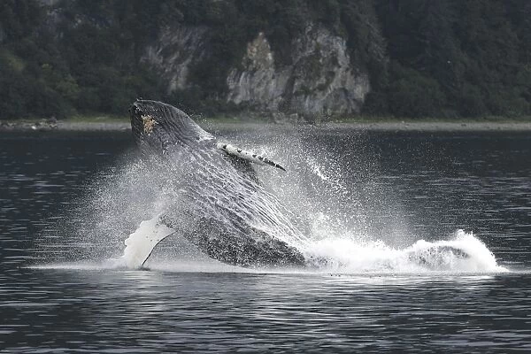 Adult humpback whale (Megaptera novaeangliae) breaching in Southeast Alaska, USA. Pacific Ocean
