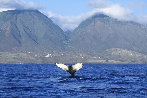 Adult Humpback Whale (Megaptera novaeangliae) fluke-up dive in the AuAu Channel, Maui, Hawaii, USA. Pacific Ocean