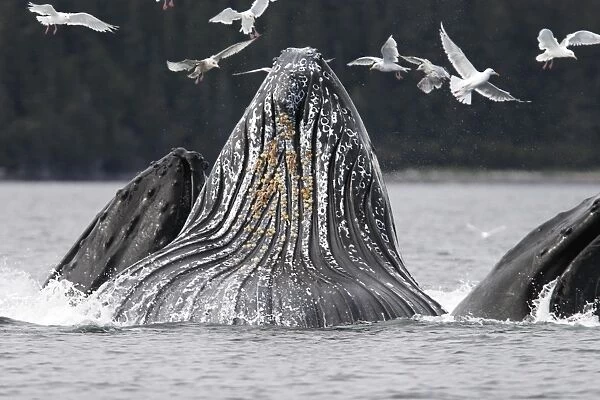 Adult humpback whales (Megaptera novaeangliae) cooperative bubble-net feeding in Iyoukeen Bay, southeast Alaska, USA