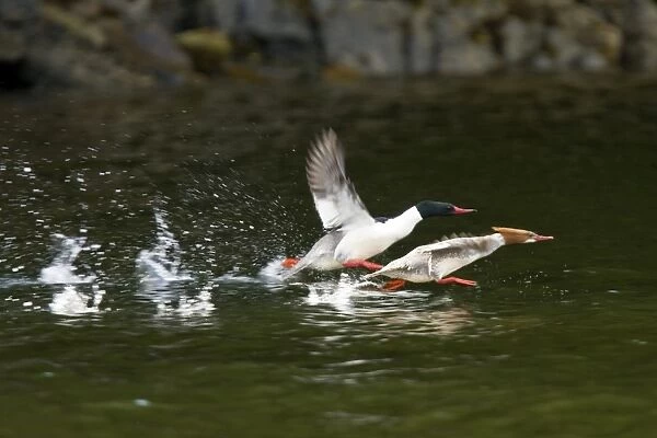 Adult male and female common mergansers (Mergus merganser) in breeding plumage in Gambier Bay on Admiralty Island, Southeastern Alaska, USA. Pacific Ocean. Note the beautiful white and black coloration of the adult
