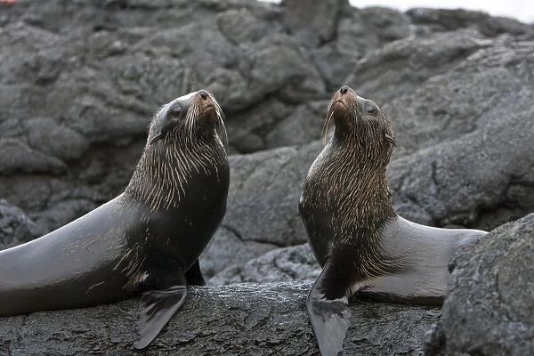 Adult male Galapagos fur seals (Arctocephalus galapagoensis) mock-fighting on lava flow of Santiago Island in the Galapagos Island Archipeligo, Ecuador. This small pinniped is endemic to the Galapagos Islands only. Pacific