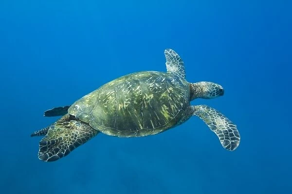 Adult male green sea turtle (Chelonia mydas) in the protected marine sanctuary at Honolua Bay on the northwest side of the island of Maui, Hawaii, USA. The range of this species extends throughout tropical and subtropical seas around the world