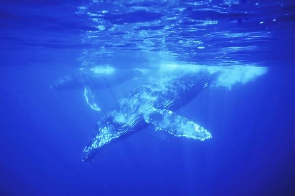 Adult male Humpback Whales (Megaptera novaeangliae) approaching underwater in the AuAu Channel, Maui, Hawaii, USA. Pacific Ocean