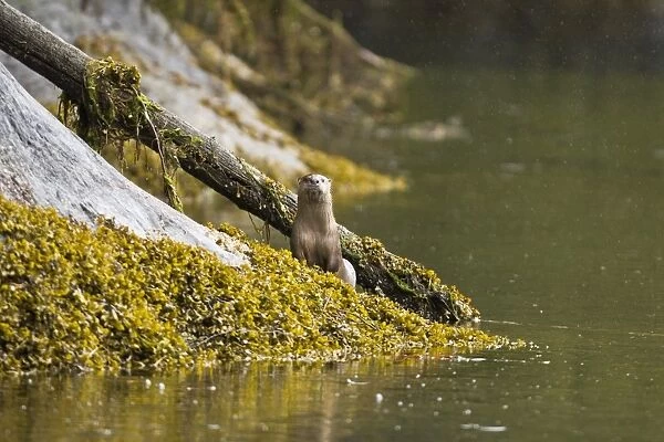 An adult north American river otter (Lutra canadensis) in Misty Fjords National Monument, southeast Alaska