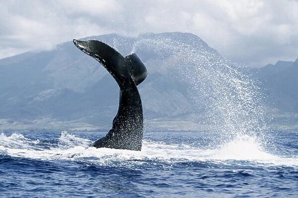 Adult Pacific humpback whale inverted tail-lob in the AuAu Channel, Maui, Hawaii