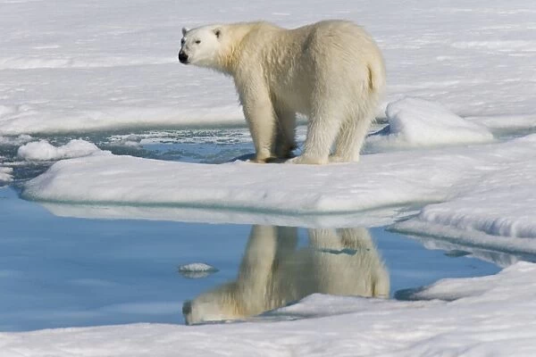 Adult polar bear (Ursus maritimus) reflected in melt water pool on multi-year ice floes in the Barents Sea off the eastern coast of Edge├┐ya (Edge Island) in the Svalbard Archipelago, Norway