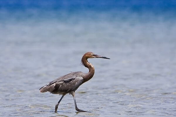 Adult reddish egret (Egretta rufescens) hunting for small fish in the shallow waters of Puerto Don Juan in the upper Gulf of California (Sea of Cortez), Baja California Norte
