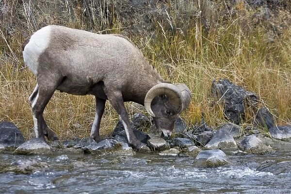 Adult Rocky Mountain bighorn sheep (Ovis canadensis canadensis) just outside the boundry of Yellowstone National Park near Gardiner, Montana. Bighorn sheep have double-layered skulls shored with struts of bone for battle protection. They also have a