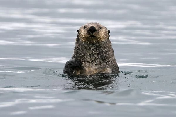 Adult sea otter (Enhydra lutris kenyoni) off Boulder Island in Glacier Bay National Park, southeastern Alaska, USA. Pacific Ocean. This sub-species ranges from the Aleutian Islands throughour southeast Alaska to Oregon